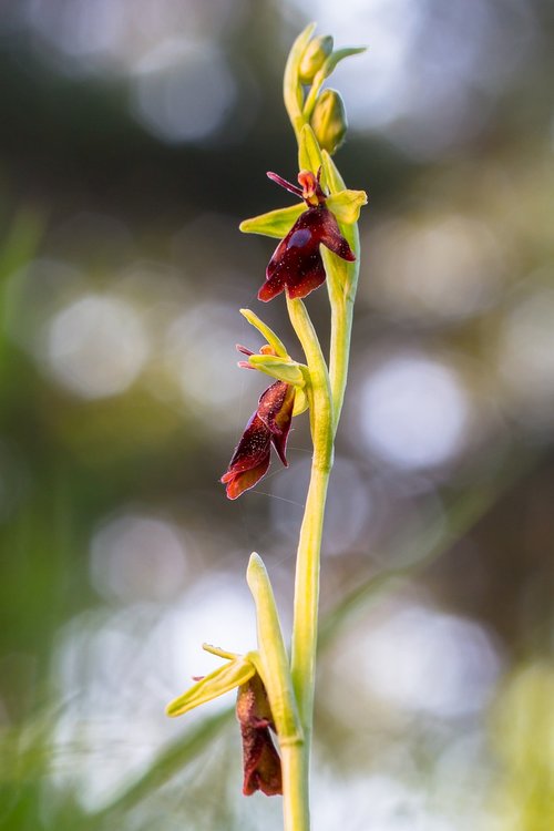 fly orchid  wildform  orchid