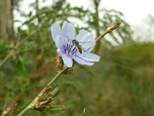 fly sieving chicory insect