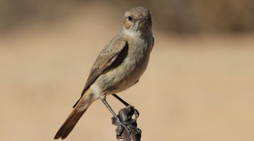 flycatcher bird wildlife