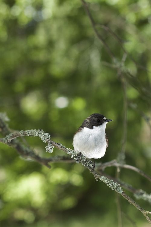 flycatcher male bird