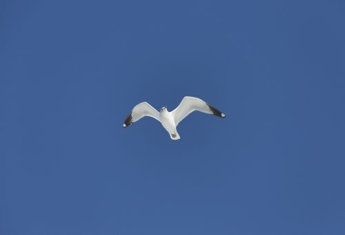 flying sea gull nature