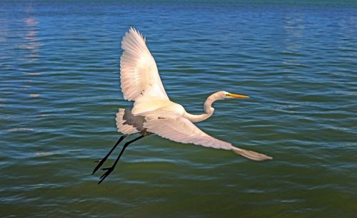 flying bird great egret