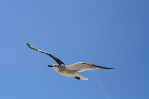 flying bird sea