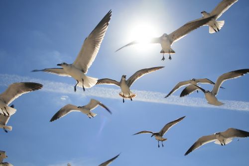 flying birds sea