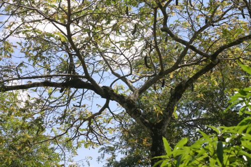 flying nature plants