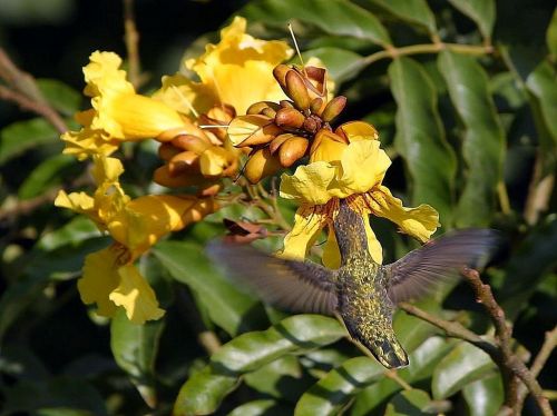 flying flowers hummingbirds