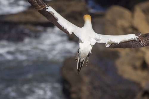 flying  bird  sea