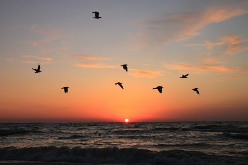 flying seagulls sunrise