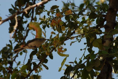 flying bird regional huamuchil tree