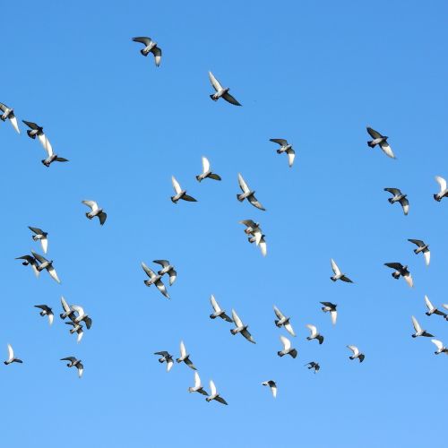 flying birds a flock of pigeons pigeons