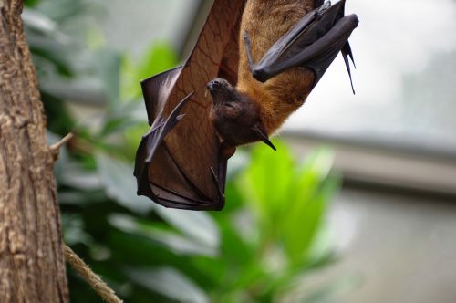 flying dog zoo bat