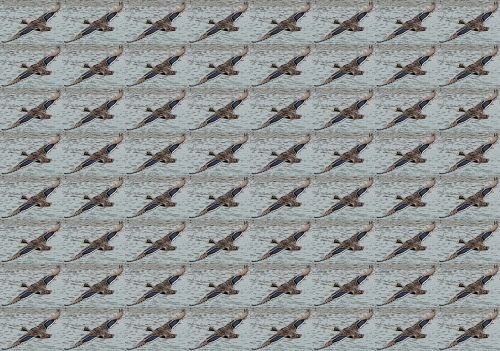 Flying Duck Wallpaper