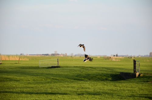 Flying Ducks 2