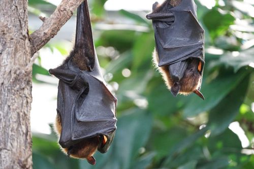 flying foxes bat tropical bat