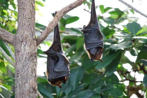 flying foxes bat tropical bat