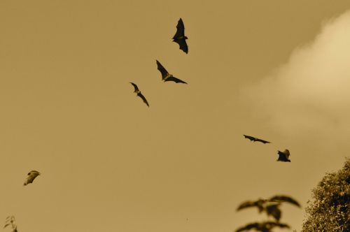 Flying Foxes In Sky