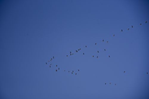 Flying In Formation