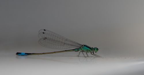 flying insect demoiselle dragonfly