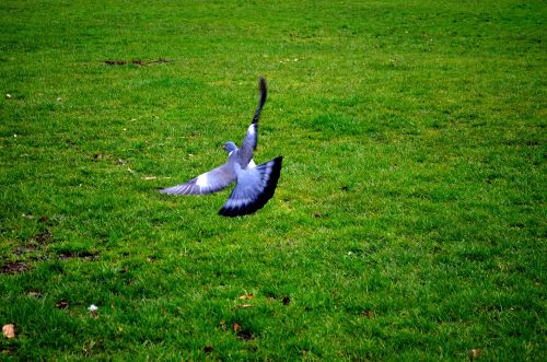 Flying Pigeons