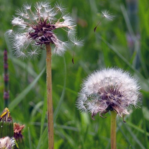 flying ripe fruits withered dandelion