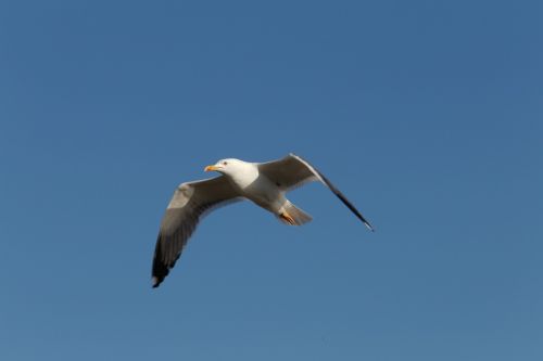 flying seagull sky bird