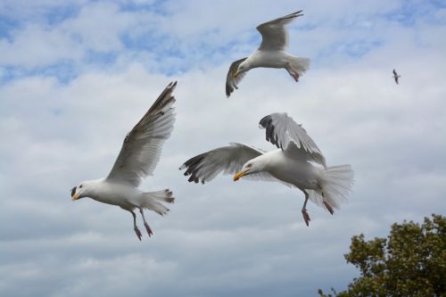 flying seagull sea birds gull