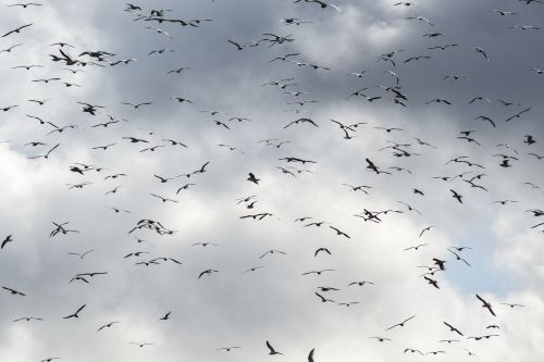 flying seagulls flock of birds birds in the sky