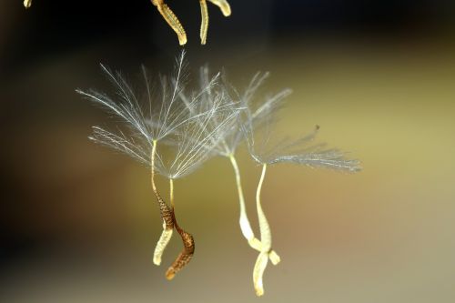 flying seeds close seeds