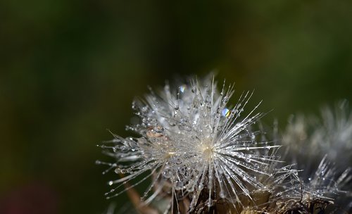 flying seeds  thistle seed  slightly
