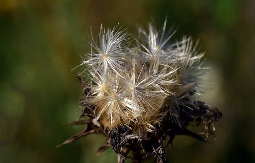 flying seeds  thistle seed  slightly