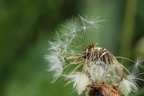 flying seeds seeds dandelion