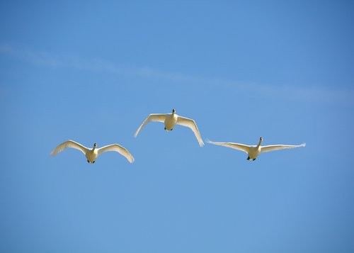 flying swans  blue  sky