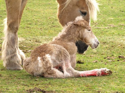 foal horse newborn