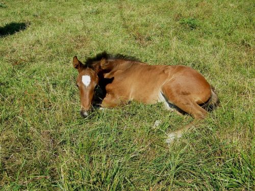 foal horse horses