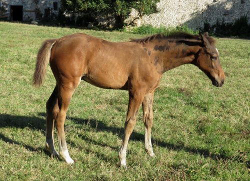 foal horse horses