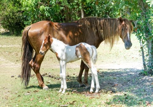 foal horse mother