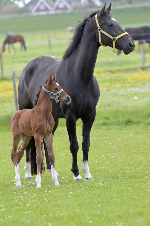 Foal