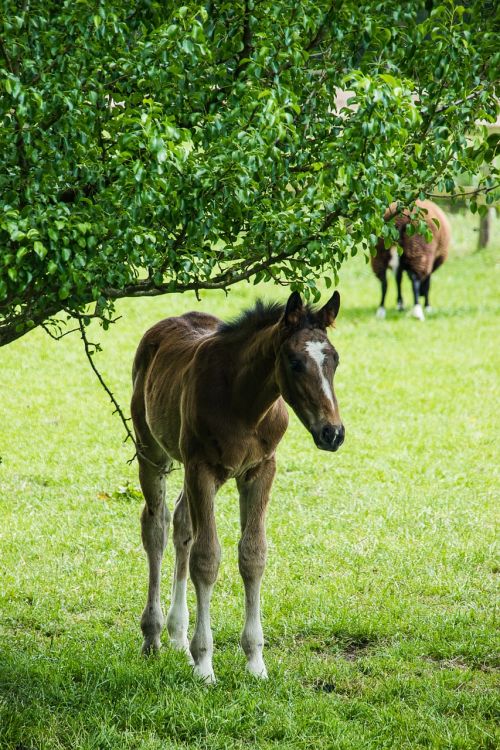 foal meadow horses