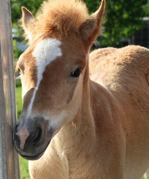 foal horse eye