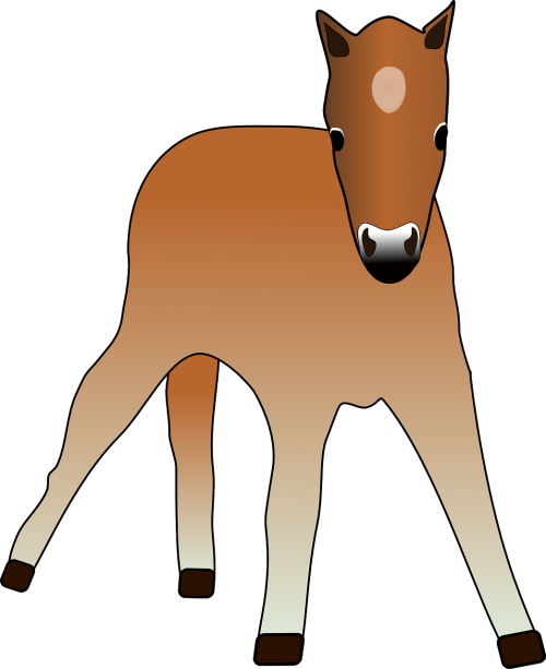 foal animal colt