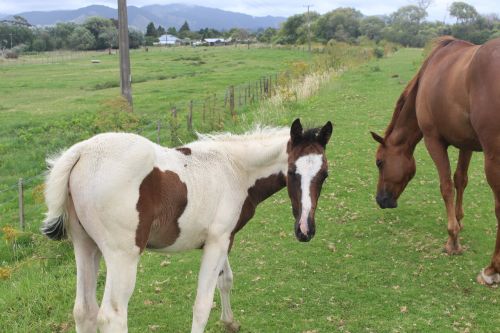 foal horses new zealand