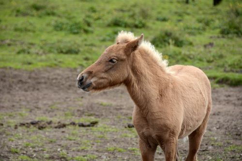 foal iceland pony animal