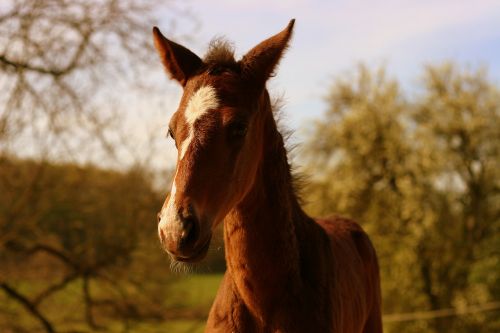 foal chestnut horse
