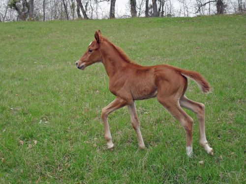 foal pure arab blood horse