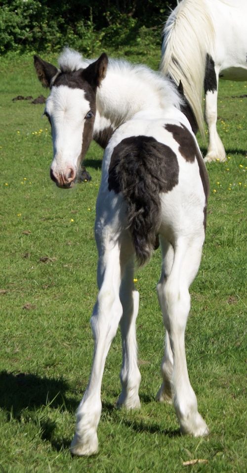 foal bottom piebald
