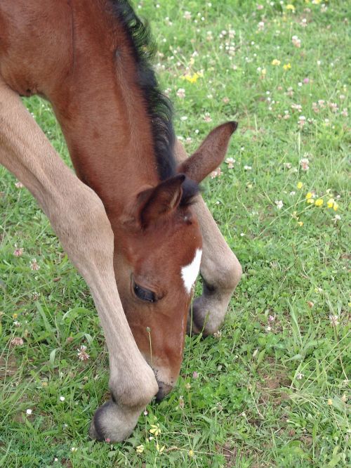 foal filly horse