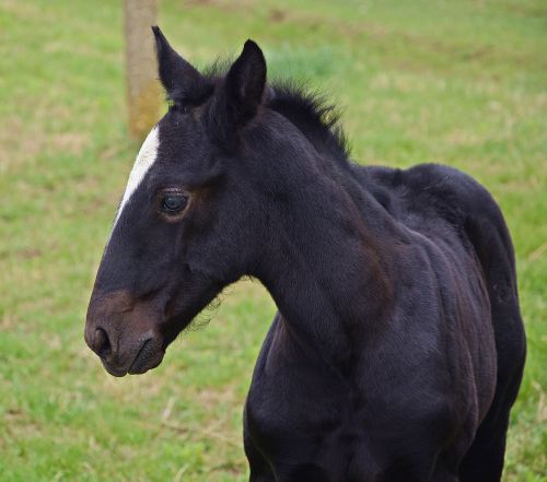 foal horse black