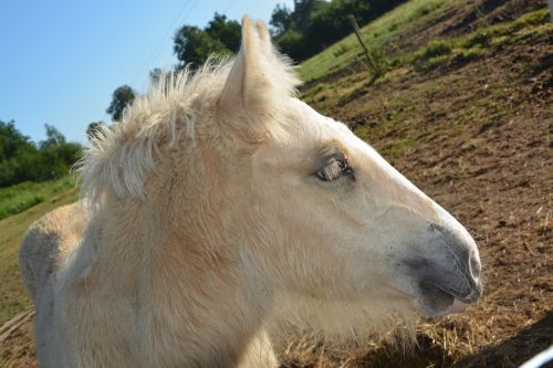 foal horse young