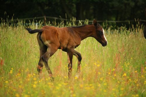 foal horse brown