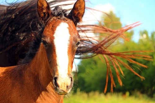 foal horse mane